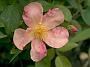 Rosa chinensis 'Mutabilis'